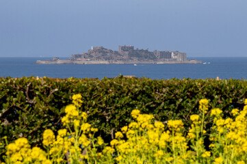 海を望む菜の花と軍艦島