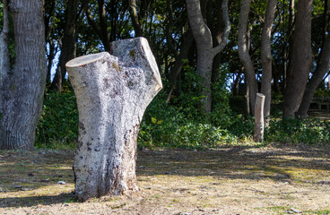 公園にある切り株
