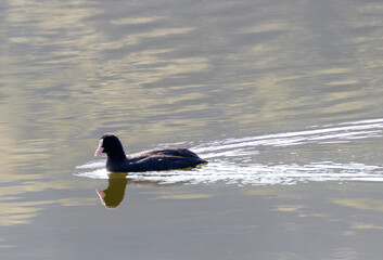 冬の川で泳ぐオオバン