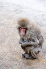 Monkey bathing in snow monkey park Japan Nagano