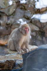 Fototapeta premium Monkey bathing in snow monkey park Japan Nagano