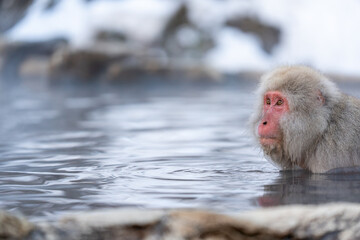 Obraz premium Monkey bathing in snow monkey park Japan Nagano