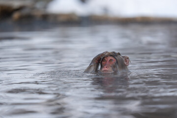 Monkey bathing in snow monkey park Japan Nagano
