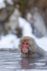 Naklejka premium Monkey bathing in snow monkey park Japan Nagano