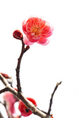 Red plum blossoms bloom, brimming with the spirit of spring.