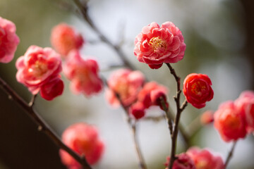 Red plum blossoms bloom, brimming with the spirit of spring.