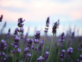 Fototapeta premium Close up of blooming lavender flowers in a field during sunset