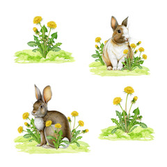 Cute bunny with spring flowers hand drawn set. Easter mood vintage style cozy springtime watercolor illustration. Easter bunnies with dandelion flowers on white background vintage style collection