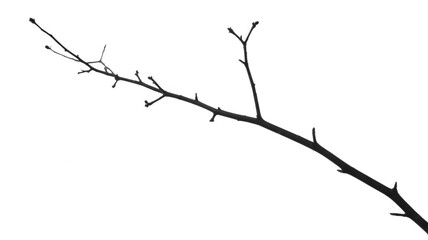Obraz premium Bare tree branch twigs isolated isolated on a transparent background
