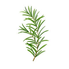 Obraz premium Rosemary sprig plant vintage style realistic watercolor illustration on white background. Fresh rosemary herb culinary, seasoning, aromatherapy and medicinal natural ingredient
