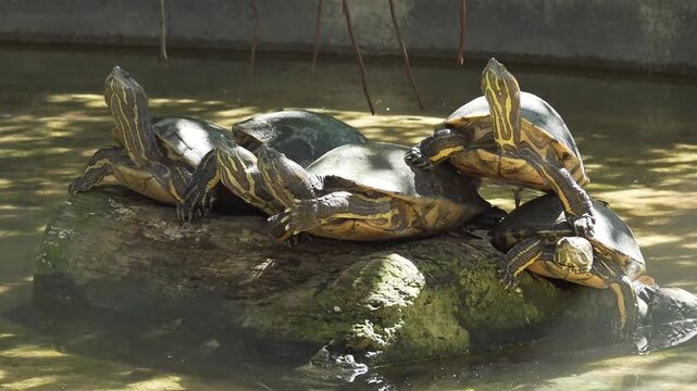 5 turtles standing in a rock