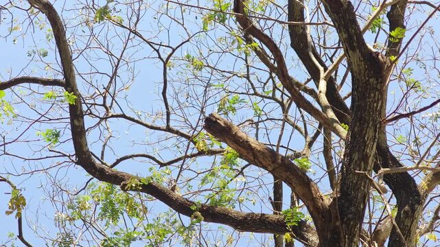 Dry branches on a tree.