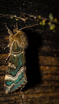 Macro bug life extreme closeup of colorful moth insect resting old wood surface night showing intricate wing pattern detail fine hair texture calm dark atmosphere with iridescent scale woodland