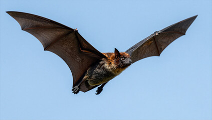 Majestic Flying Fox in Flight Showing Wingspan