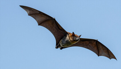 Majestic Flying Fox in Flight Showing Wingspan