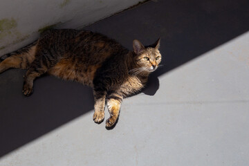 Cat watchful while sunbathing © Gabrielli