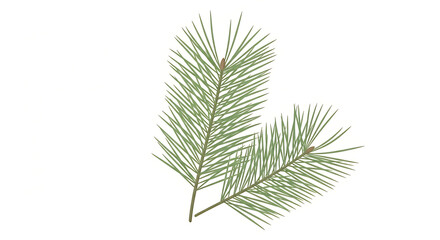 Obraz premium Green Pine Needles on White Background - Natural Evergreen Plant Foliage Close-up