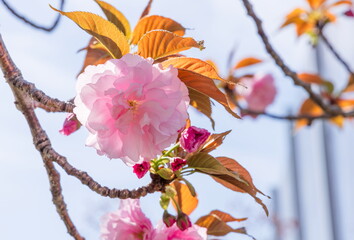 八重桜