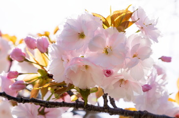 八重桜