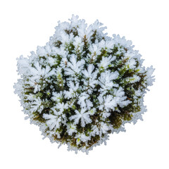 Fototapeta premium Moss covered in frost detailed macro shot