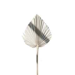 Dry Palm Leaf Isolated on Black