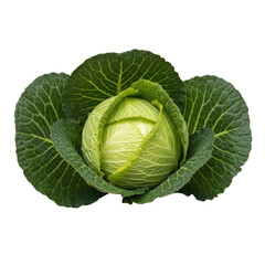 Obraz premium Fresh green cabbage with tightly packed leaves displayed on a white background