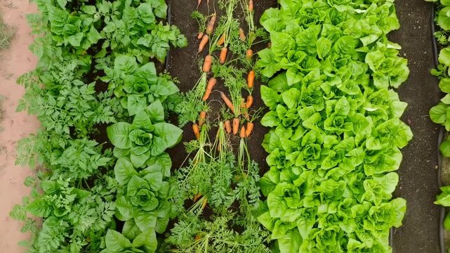 Aerial shot of a garden featuring carrots, lettuce, and leafy plants