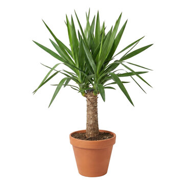 Yucca elephantipes plant in terracotta pot on transparent background