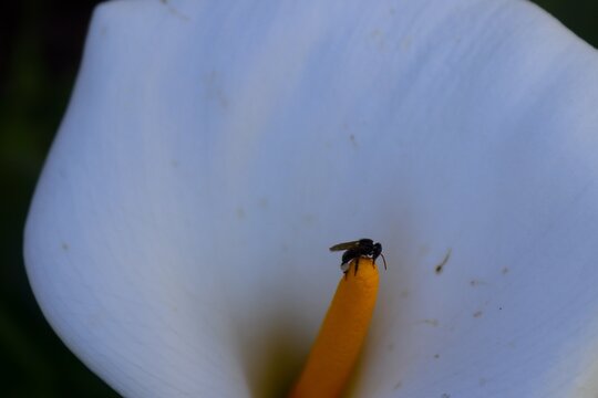 Flor Monge Blanco El Salvador