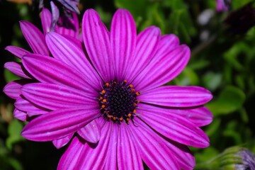 Fototapeta premium Cambray morado de altura