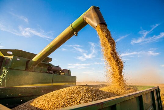 Agricultural combine harvester offloading wheat grain into trailer