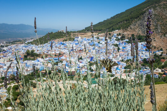 Butterfly on lavender flowers with a panoramic view of the Blue City of Chefchaouen and the Rif mountains