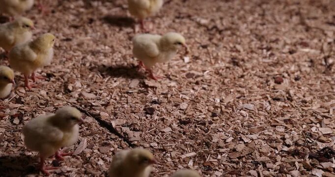 young chickens two days old from the moment of birth in soft yellow down on a litter of sawdust, a large number of cute baby broiler chickens