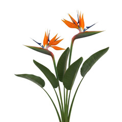 A vibrant display of three exotic birds of paradise flowers in full bloom isolated on transparent background