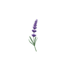 Obraz premium Lavender flower illustration On Transparent Background