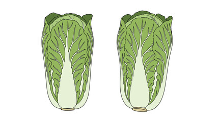 Naklejka premium Illustration of two heads of napa cabbage with pale green leaves and white ribs showing their elongated shape on a plain white background.