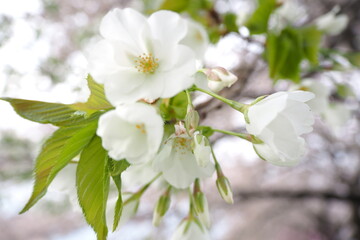 Fototapeta premium 植物 自然 春 花 風景