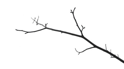Obraz premium Bare tree branch with no leaves isolated on a transparent background