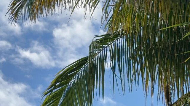 Palm tree leaves sway gently against a bright blue sky with white clouds on a sunny day outdoors.