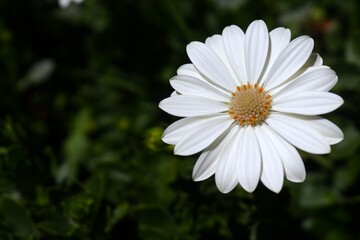 Obraz premium Margarita blanca feliz