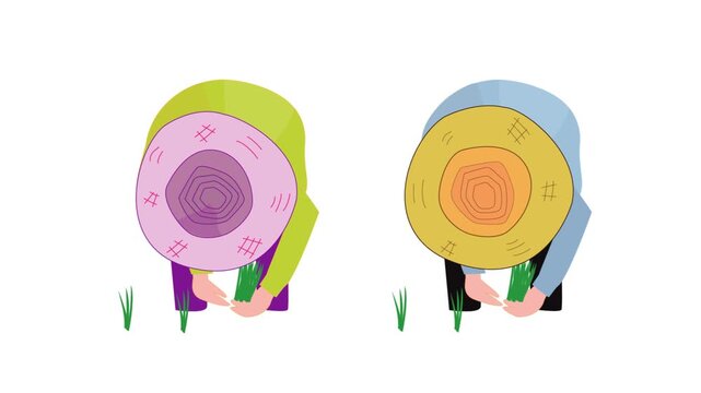 手作業で田植えをしている農家
