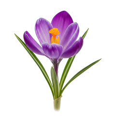 Fototapeta premium A vibrant crocus flower with purple petals and a yellow center, standing tall with green leaves. isolated on transparent background