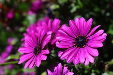 Obraz premium Cambray morado