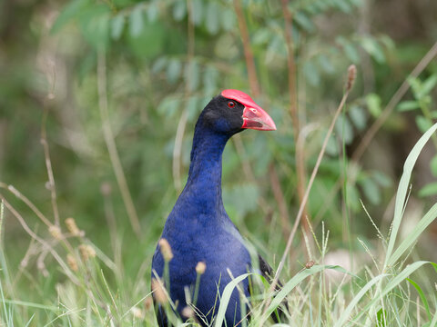 Australasian Swamphen or Pūkeko (Porphyrio melanotus) foraging for food in long green grass with out of focus trees in background