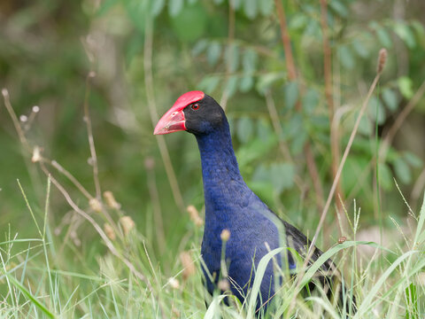 Australasian Swamphen or Pūkeko (Porphyrio melanotus) foraging for food in long green grass with out of focus trees in background