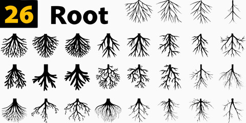 Variety of root systems and a number 26 displayed prominently