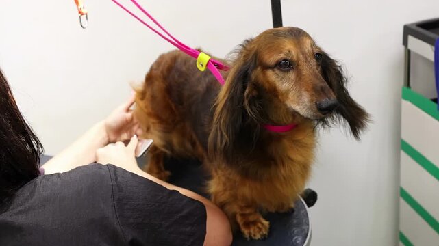 Long haired dachshund standing on grooming table during professional pet styling. Dog grooming salon concept, animal care routine, cute pet portrait with leash, hygiene and maintenance service.