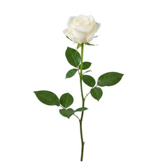 Obraz premium A single white rose with green leaves on a white background isolated on transparent background