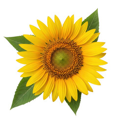 Obraz premium A vibrant sunflower with bright yellow petals and a dark central disc. isolated on transparent background