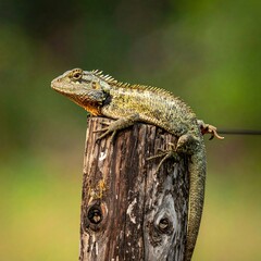 Fototapeta premium Lizard perched on weathered wooden post against blurry green backdrop